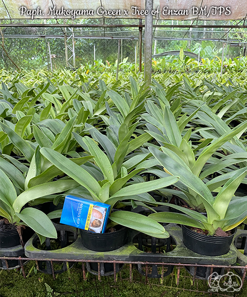 美琪園藝Miki Orchid - 批發專區